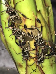 Leptoglossus lineosus