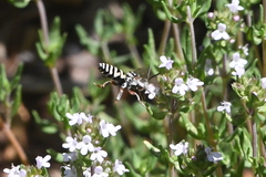 Triepeolus subnitens