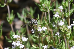 Triepeolus subnitens