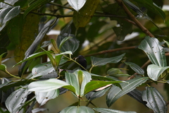 Conirostrum albifrons