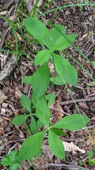 Silene stellata