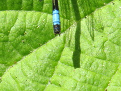 Zoniagrion exclamationis