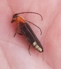 Dylobolus rotundicollis