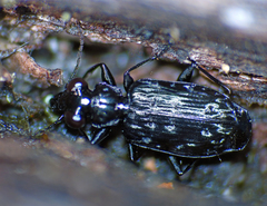 Scopodes tasmanicus