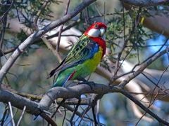 Platycercus eximius diemenensis