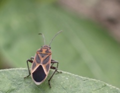 Graptostethus servus