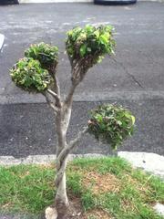 Ficus benjamina