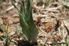 Ledebouria marginata