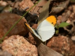 Colotis aurora