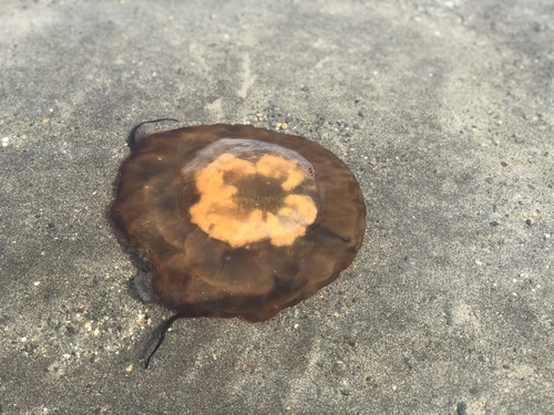 photo of Pacific Sea Nettle (Chrysaora fuscescens)