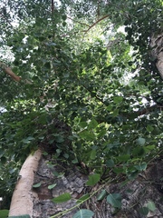 Ficus religiosa