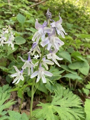 Delphinium tricorne