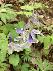 Delphinium tricorne
