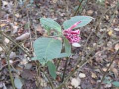 Cestrum roseum