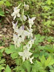 Delphinium tricorne