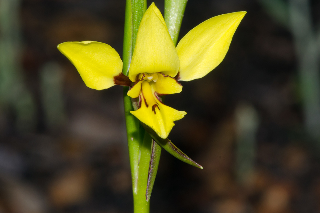 bristly donkey orchid