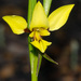 Bristly Donkey Orchid - Photo (c) Jean and Fred, some rights reserved (CC BY)