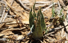 Ledebouria marginata