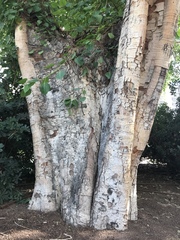 Ficus religiosa