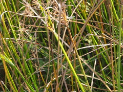 Cyperus malaccensis monophyllus