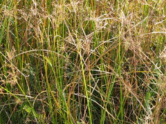 Cyperus malaccensis monophyllus