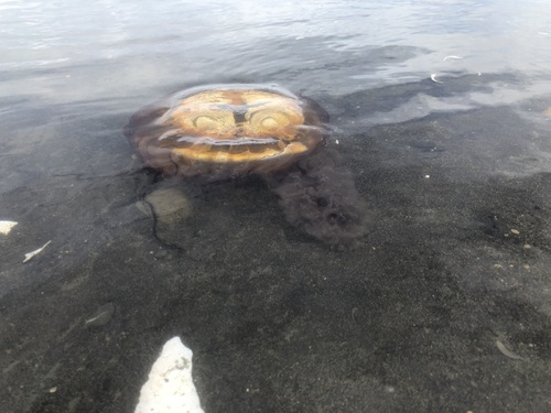 photo of Pacific Sea Nettle (Chrysaora fuscescens)