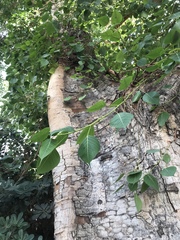 Ficus religiosa
