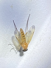 Rhagio floridensis
