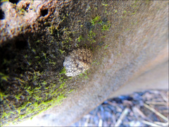 Onchidella nigricans