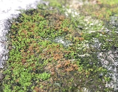 Bryophyta