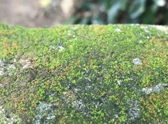 Bryophyta
