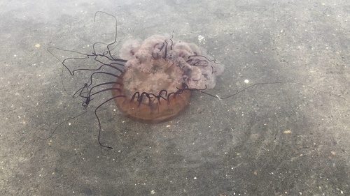 photo of Pacific Sea Nettle (Chrysaora fuscescens)