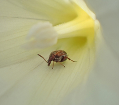 Megacerus impiger