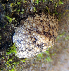 Onchidella nigricans