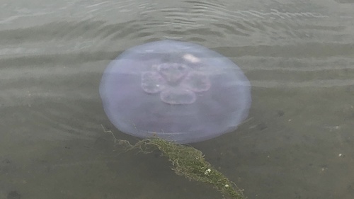 photo of Greater Moon Jelly (Aurelia labiata)