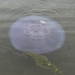 photo of Greater Moon Jelly (Aurelia labiata)