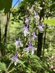 Delphinium tricorne
