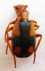 Brachininae