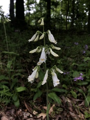 Penstemon pallidus