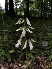 Penstemon pallidus