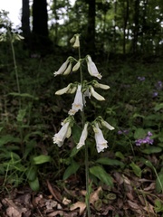 Penstemon pallidus