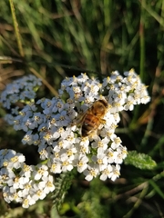 Apis mellifera