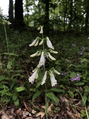 Penstemon pallidus