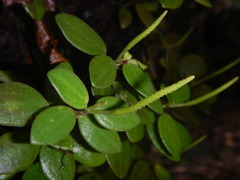 Peperomia laevifolia