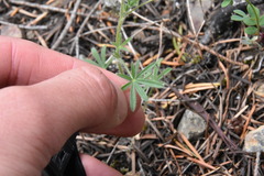 Lupinus polycarpus