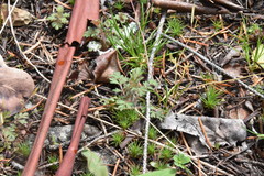 Collomia heterophylla