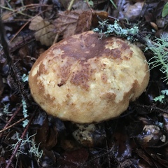 Boletus subtomentosus image