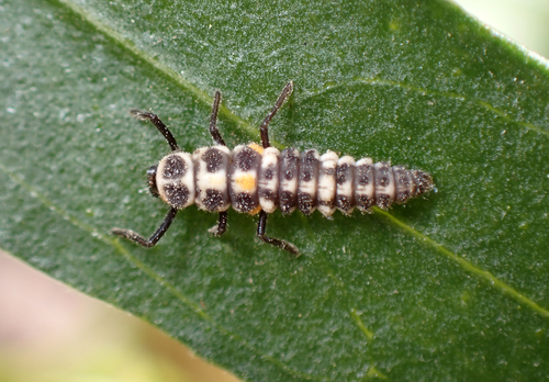 Western Polished Lady Beetle