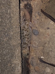 Hemidactylus turcicus