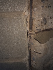 Hemidactylus turcicus